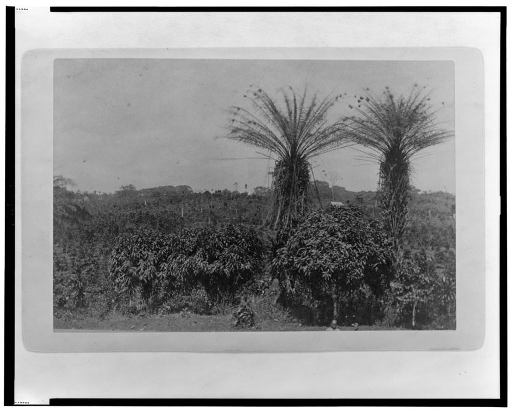 A Coffee Farm at Clay-Ashland, Liberia